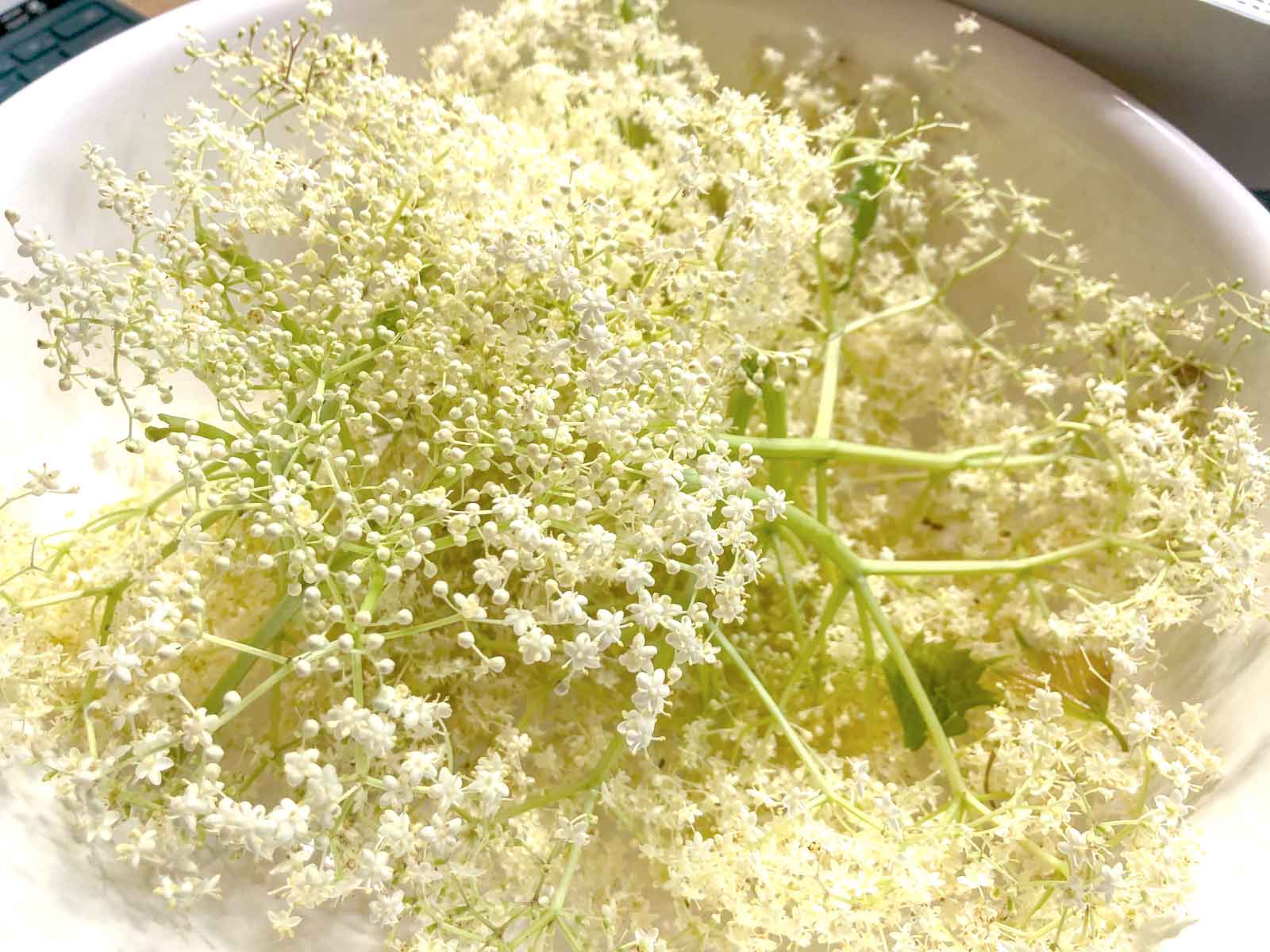 Wildcrafting: Elder Flowers