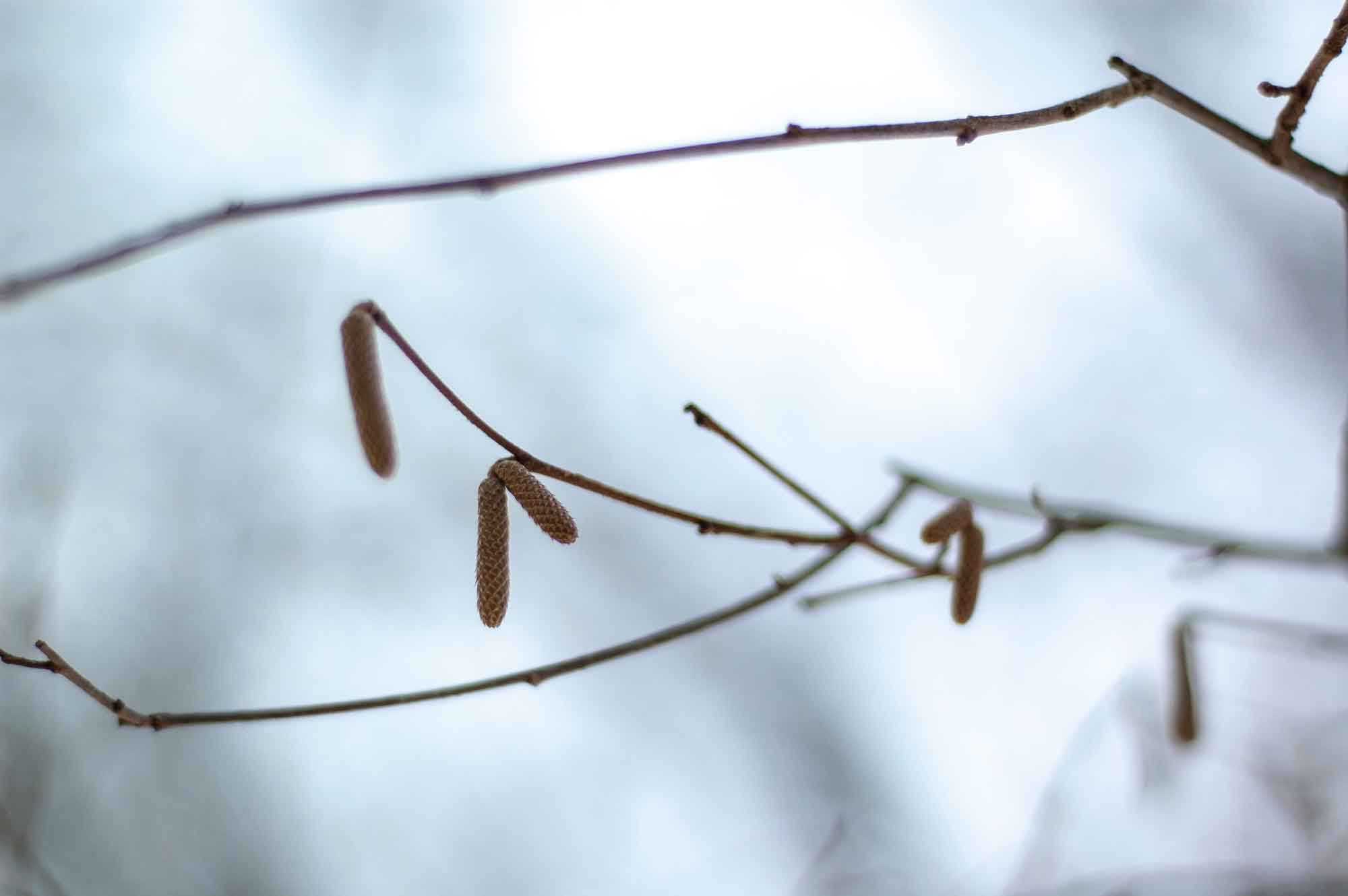 Little Woods Gallery: Winter Wonderland