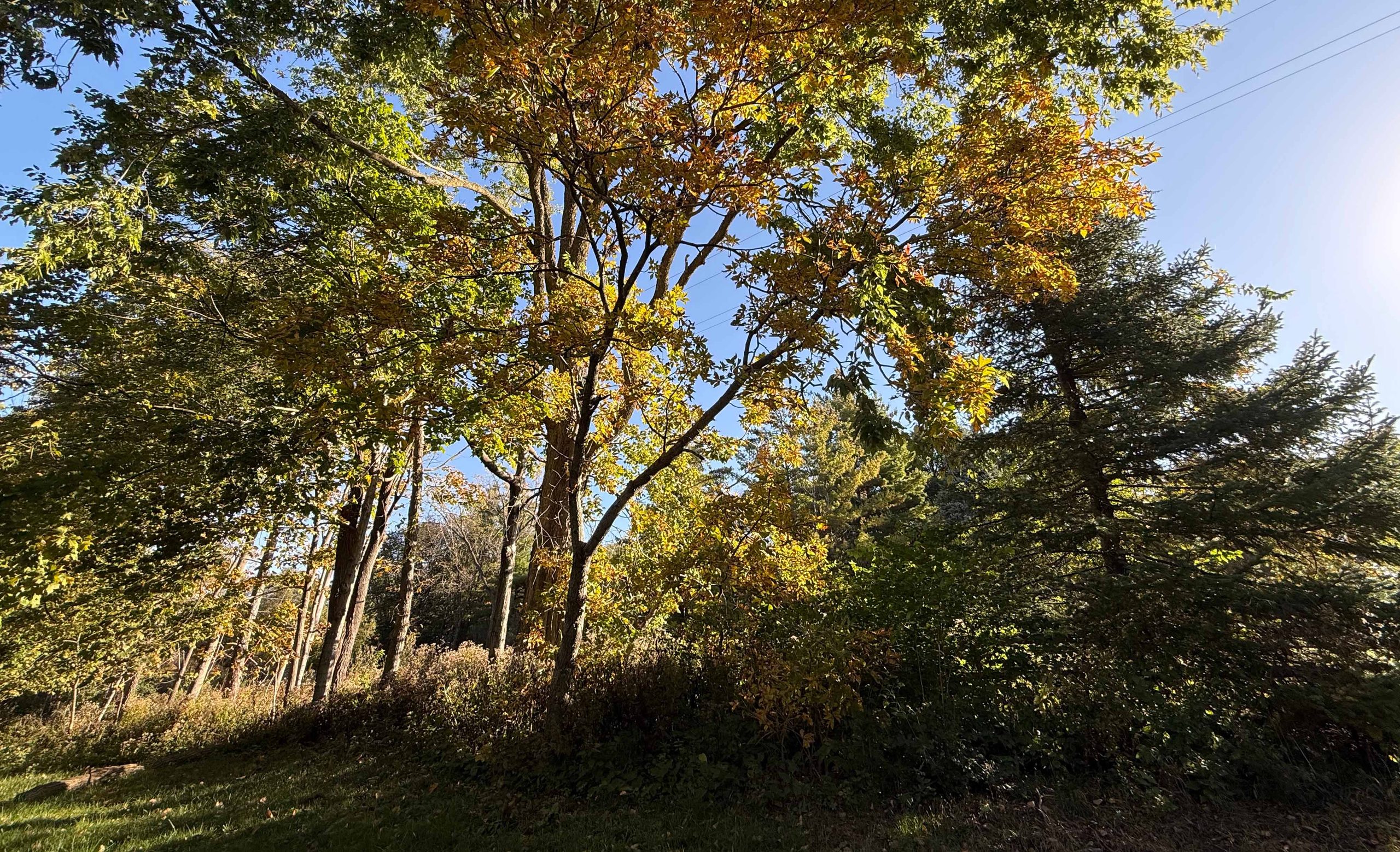 Falling into Autumn at Little Woods